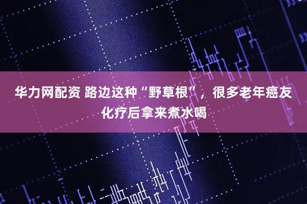 华力网配资 路边这种“野草根”，很多老年癌友化疗后拿来煮水喝